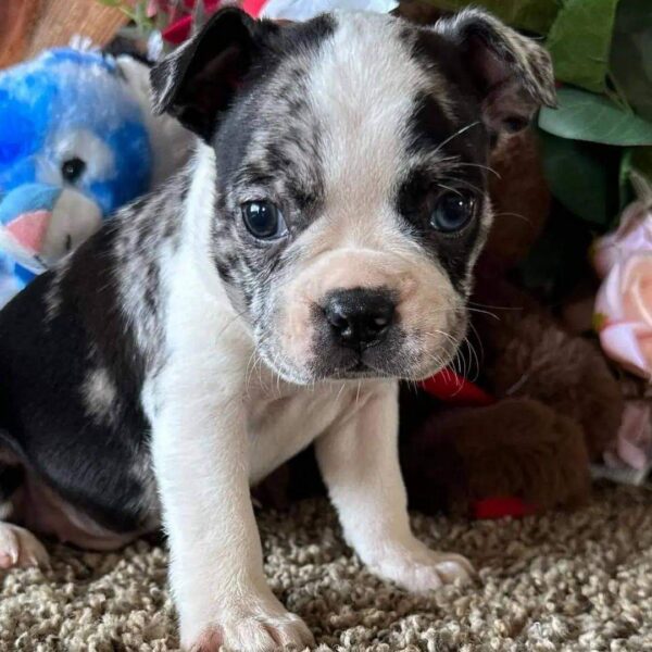 Boston Terrier Puppies (11) Kiara(Female)