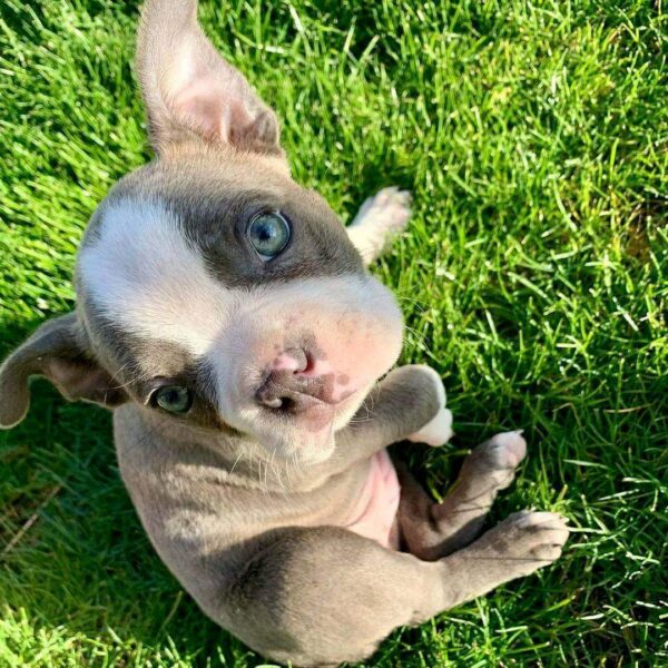 Boston Terrier Puppies (2) Pete(Male)