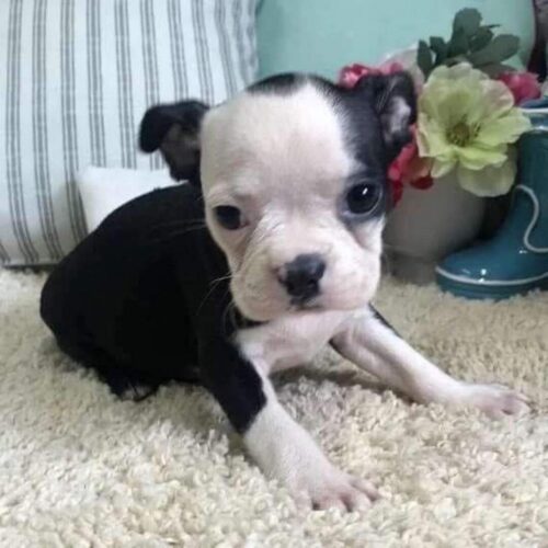 Boston Terrier Puppies (3) Dax(Male)