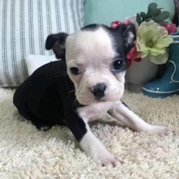 Boston Terrier Puppies (3) Dax(Male)