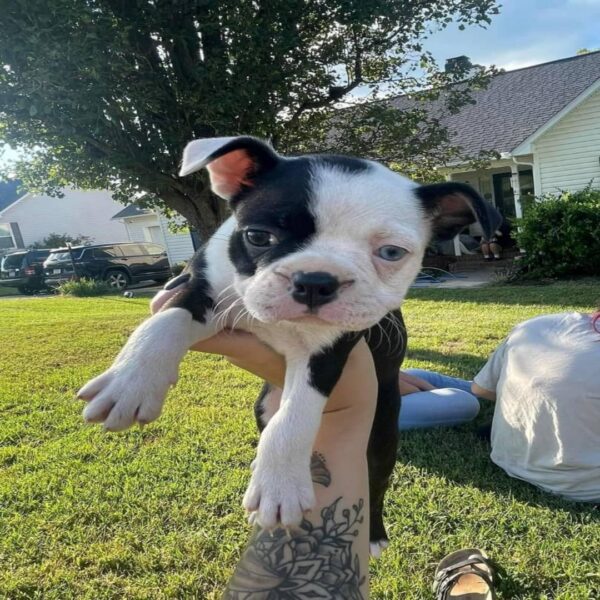 Boston Terrier Puppies (4) Daisy(Female)