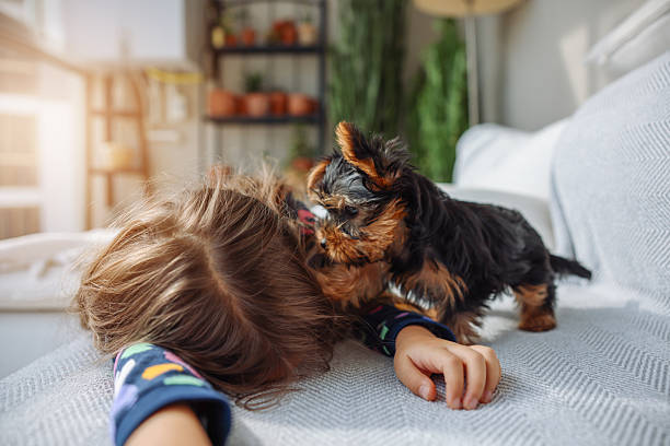 Love between pet and little owner, little and Yorkshire Terrier puppy cuddling at house